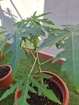 Planta de Papaya en Maceta n°2