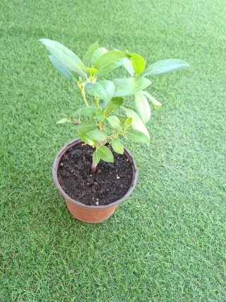 Esqueje de Ficus Enraizado n°1