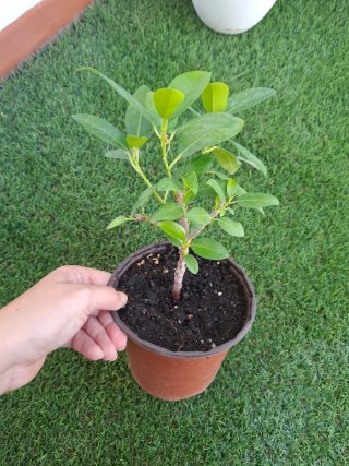 Esqueje de Ficus Enraizado n°1