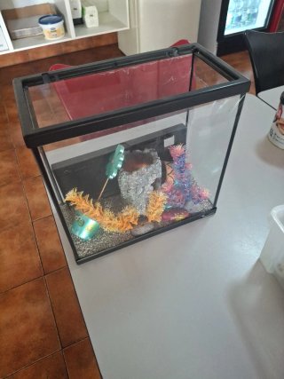 Pecera con Accesorios