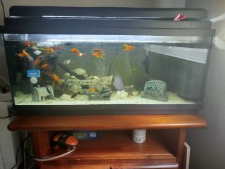 Acuario de 100 Litros con Mueble