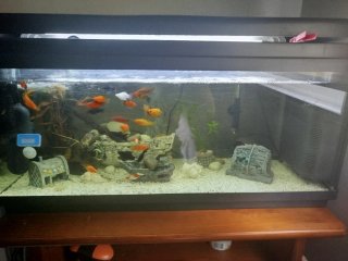 Acuario de 100 Litros con Mueble