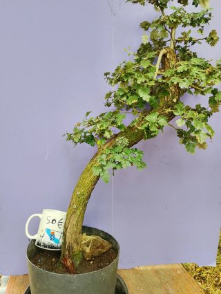Bonsai Crataegus Monogyna