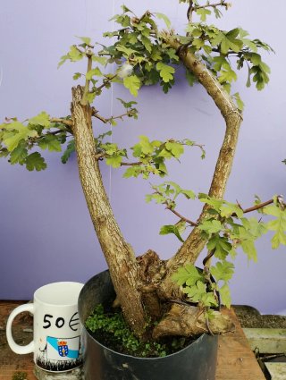 Bonsái Crataegus Monogyna