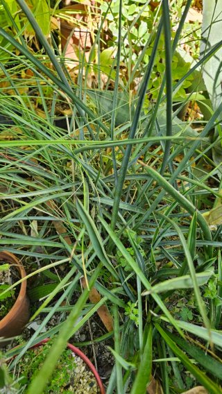 Yucca periculosa a raíz desnuda.
