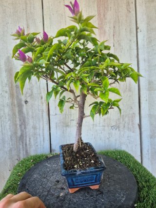 Bonsái Bougainvillea Glabra 5a2