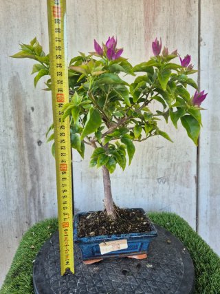 Bonsái Bougainvillea Glabra 5a2