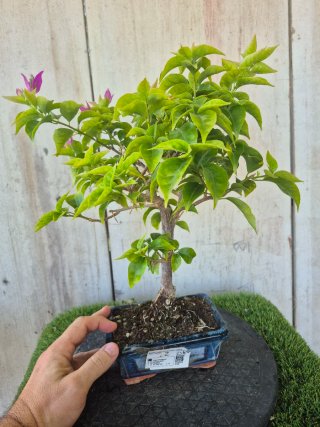 Bonsái Bougainvillea Glabra 5a2