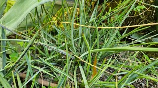 Hesperoyucca whipplei subsp. eremica raíz desnuda