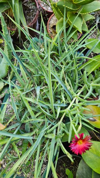 Yucca mixtecana a raíz desnuda.