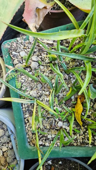 Yucca endlichiana raíz desnuda.