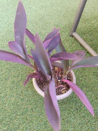 Planta Amor de Hombre