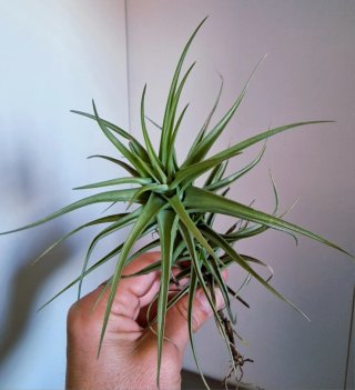 Tillandsia Bergeri - Planta de Aire
