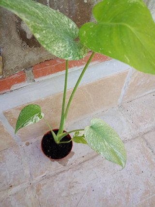 Monstera Mint variegata