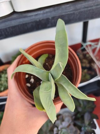 Crassula 10.5cn