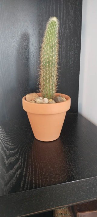 Cactus Columna Dorada 19 cm en maceta barro