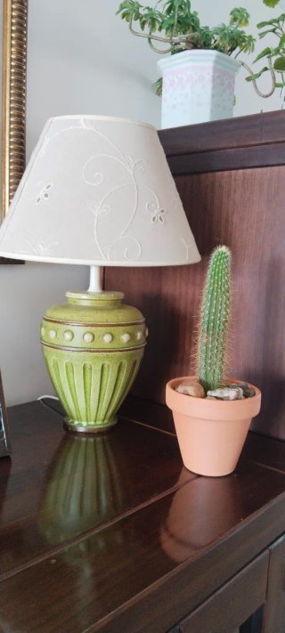 Cactus Columna Dorada 19 cm en maceta barro