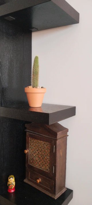 Cactus Columna Dorada 19 cm en maceta barro
