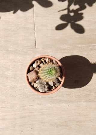 Cactus Columna Dorada 19 cm en maceta barro