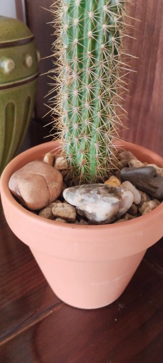 Cactus Columna Dorada 19 cm en maceta barro