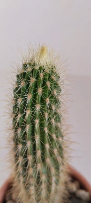 Cactus Columna Dorada 19 cm en maceta barro