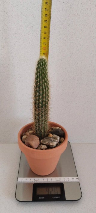 Cactus Columna Dorada 19 cm en maceta barro