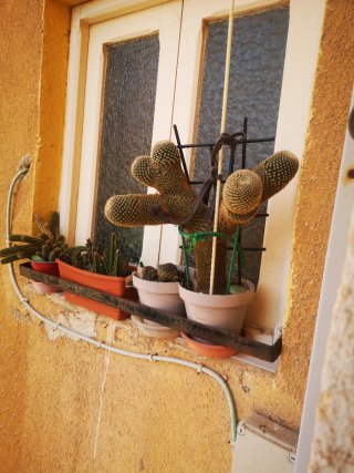 Cactus decorativo