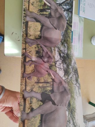 Animales gigantes descubre animales de gran tamaño