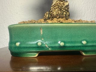 Acebuche Shohin bonsai