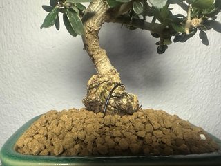 Acebuche Shohin bonsai