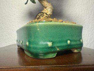 Acebuche Shohin bonsai