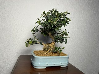 Acebuche Shohin bonsai