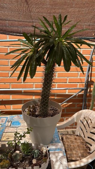 Palmera Madagascar espinosa