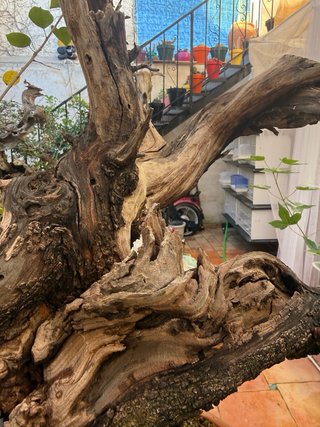 Bonsái Yamadori Cerezo de Santa Lucía