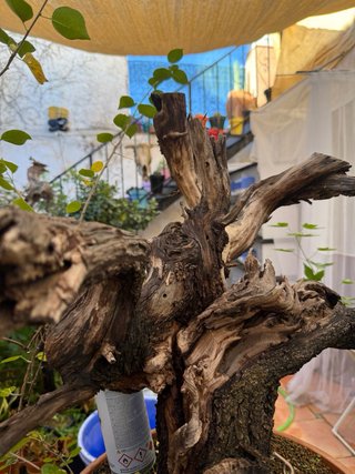 Bonsái Yamadori Cerezo de Santa Lucía