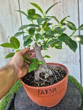 Ficus Australis Rubiginosa REF312 oferta 5 oct