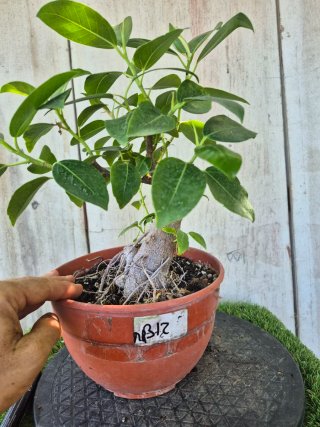Ficus Australis Rubiginosa REF312 oferta 5 oct