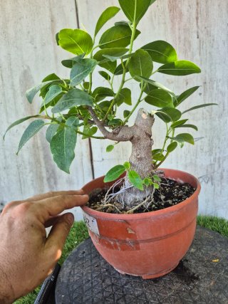 Ficus Australis Rubiginosa REF312 oferta 5 oct