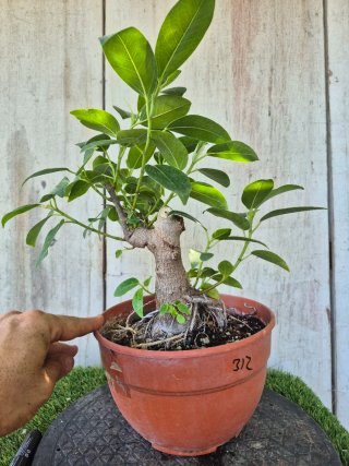 Ficus Australis Rubiginosa REF312 oferta 5 oct