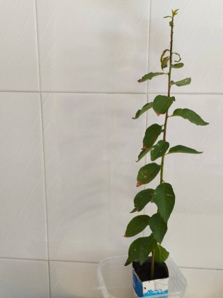 Árbol de claudias joven