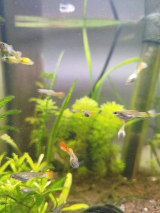 Planta Vallisneria para acuario