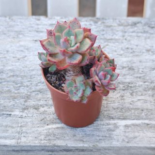 Set de 4 Suculentas Variadas. Envío en 24 horas.