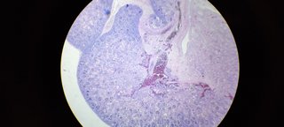 Microscopio clásico binocular Seiwa