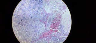 Microscopio clásico binocular Seiwa