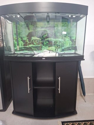 Acuario panorámico Negro y Transparente