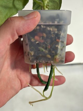 Anthurium Forgetii x Crystallinum
