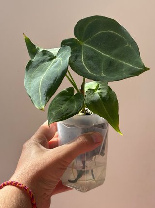Anthurium Forgetii x Crystallinum