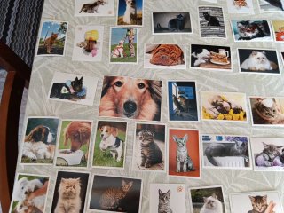 Colección de Cromos de Perros y Gatos de Marca