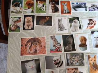 Colección de Cromos de Perros y Gatos de Marca