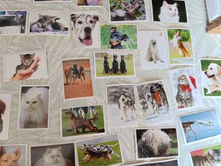 Colección de Cromos de Perros y Gatos de Marca
